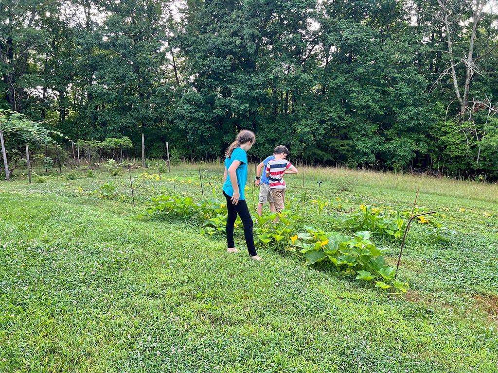 kids admidst a few pumpkin plants