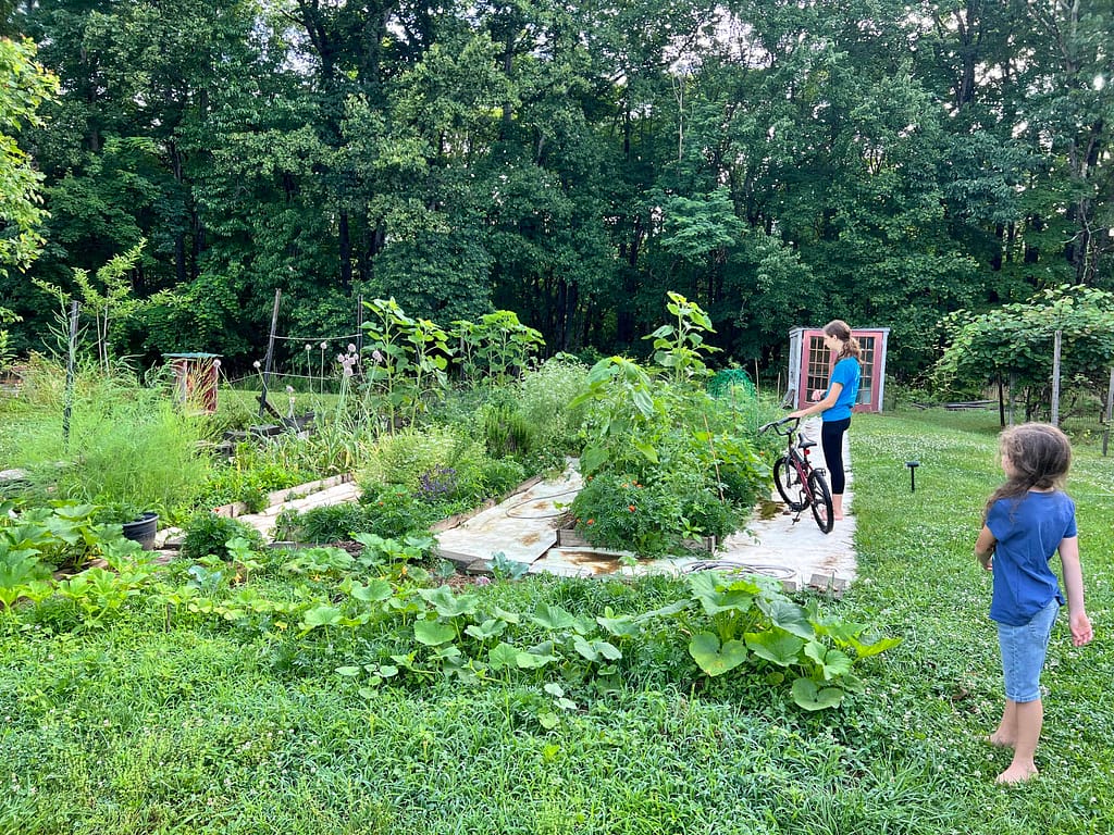 raised garden beds producing