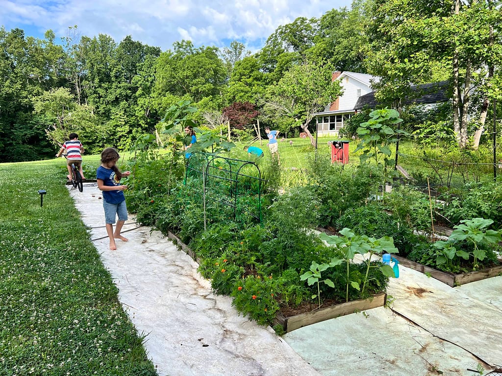 raised garden beds in June