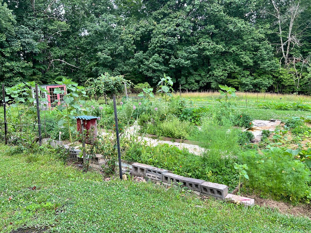 raised garden beds producing in June