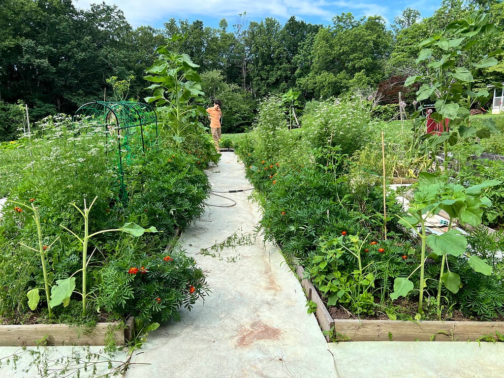 raised garden beds in June