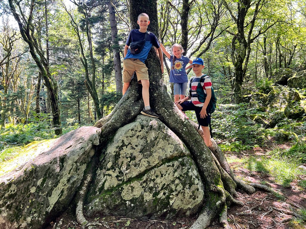 tree growing over a huge rock at Grayson Highlands