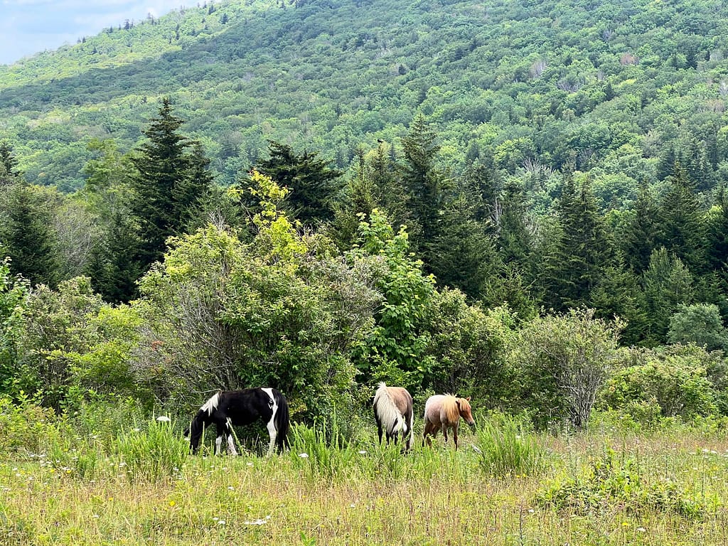 wild ponies at Grayson State Park