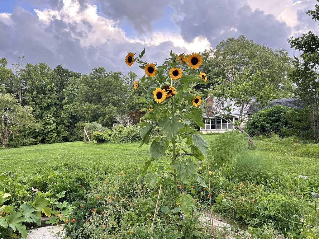 sunflowers growing in the garden with clouds in the sky