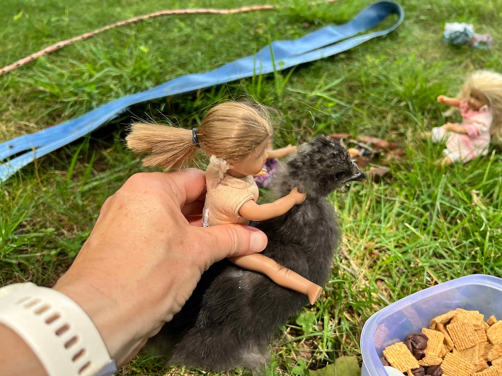 mini American Girl doll riding on a black silkie chick