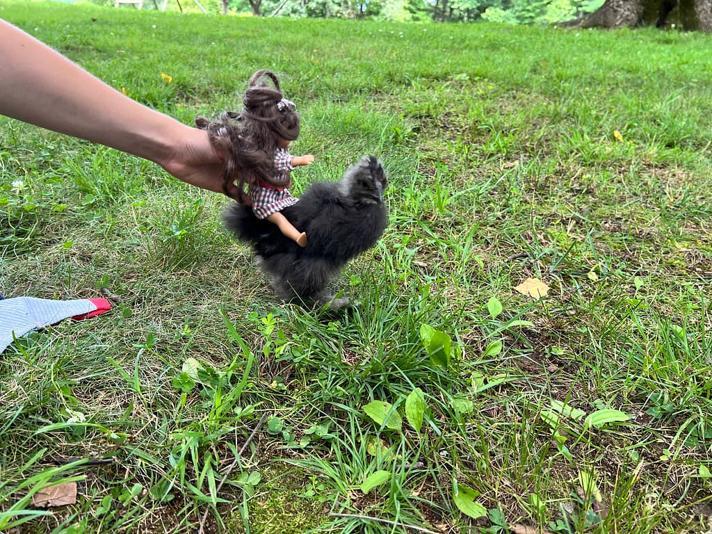 American Girl mini doll riding on a black silkie chick