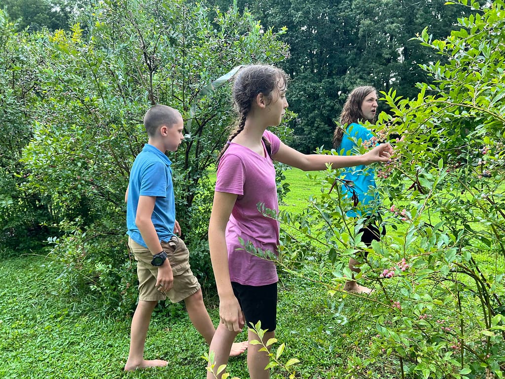 3 siblings picking blueberries