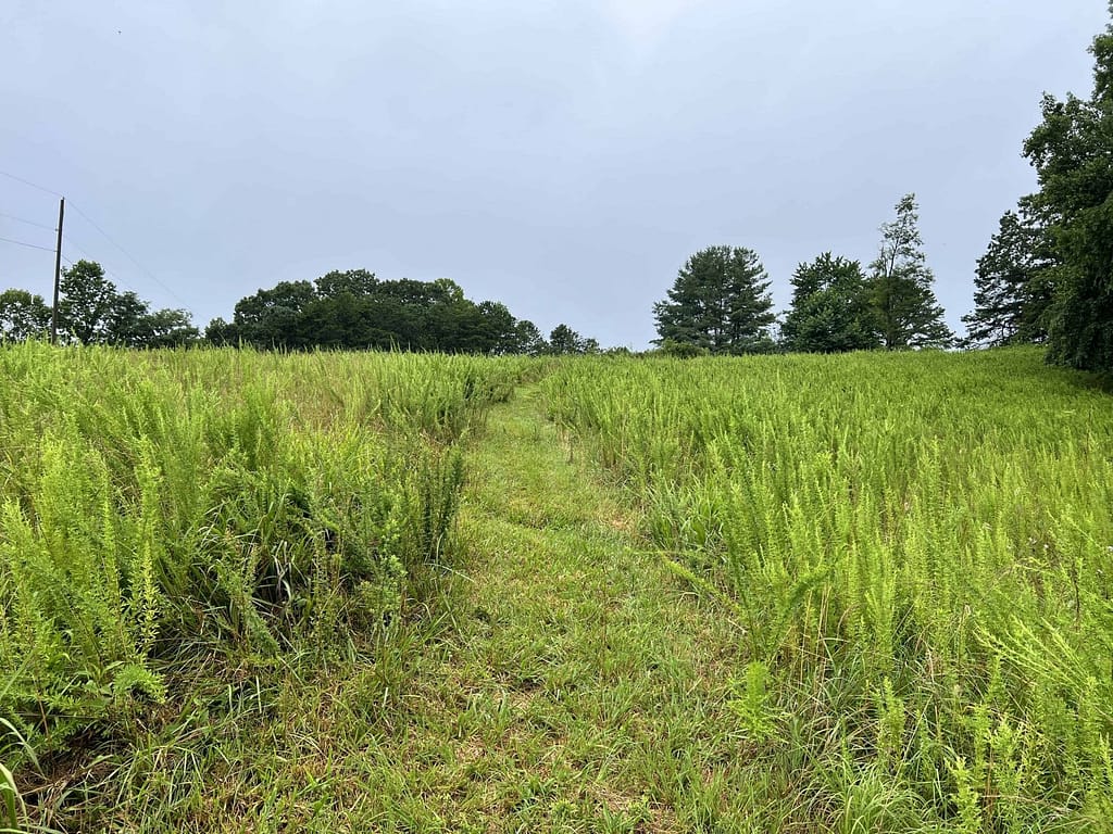 mown path in the middle of a steep pasture