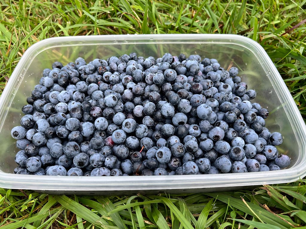 large container of blueberries
