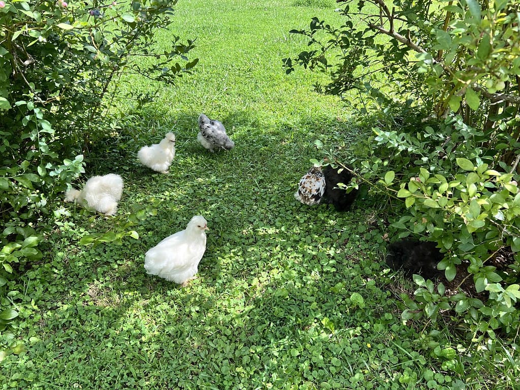 chicks eating blueberries under a blueberry bush