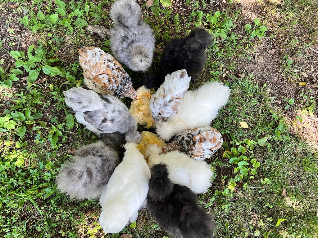 11 chicks eating a pumpkin