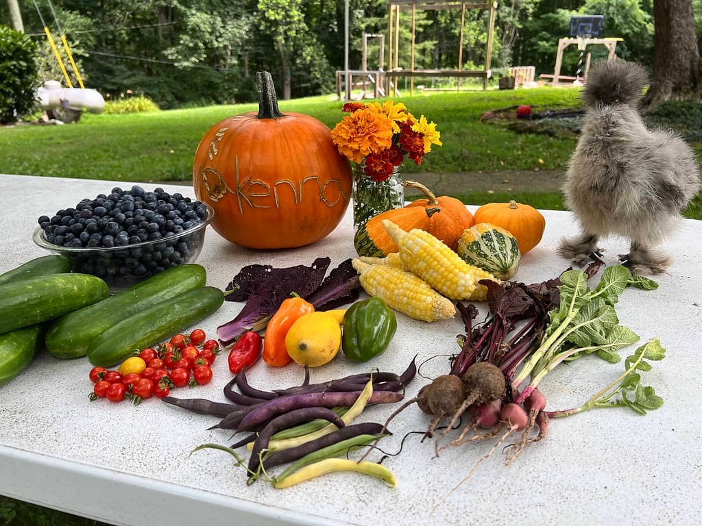 colorful produce picked from garden