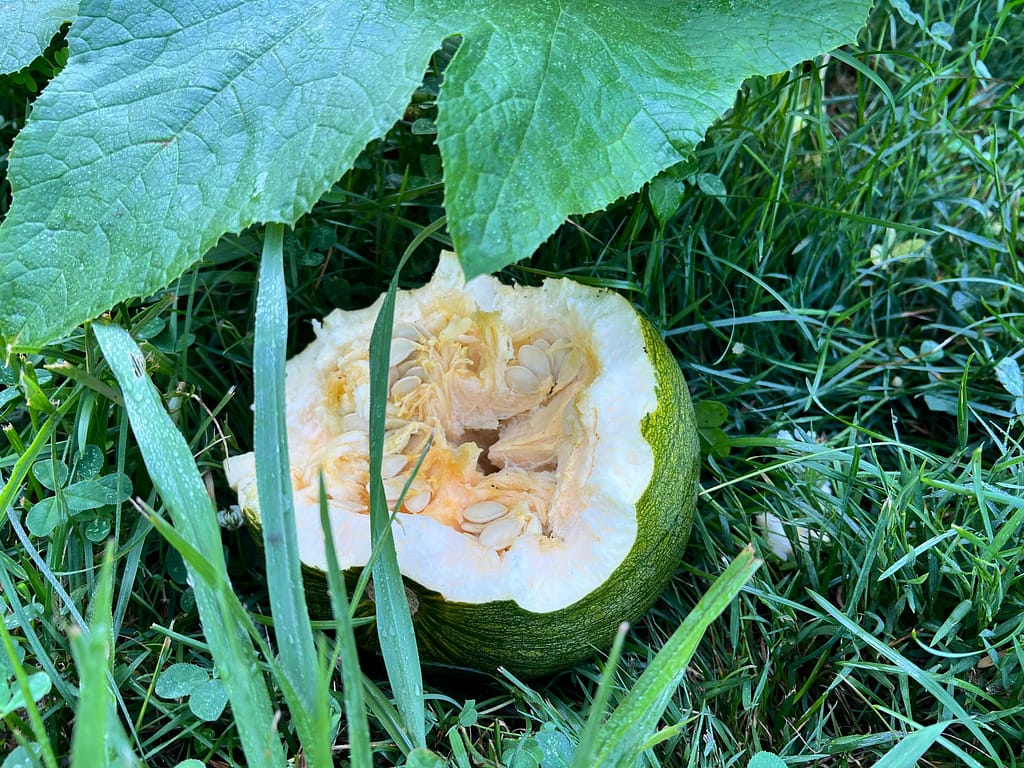 deer eaten pumpkin