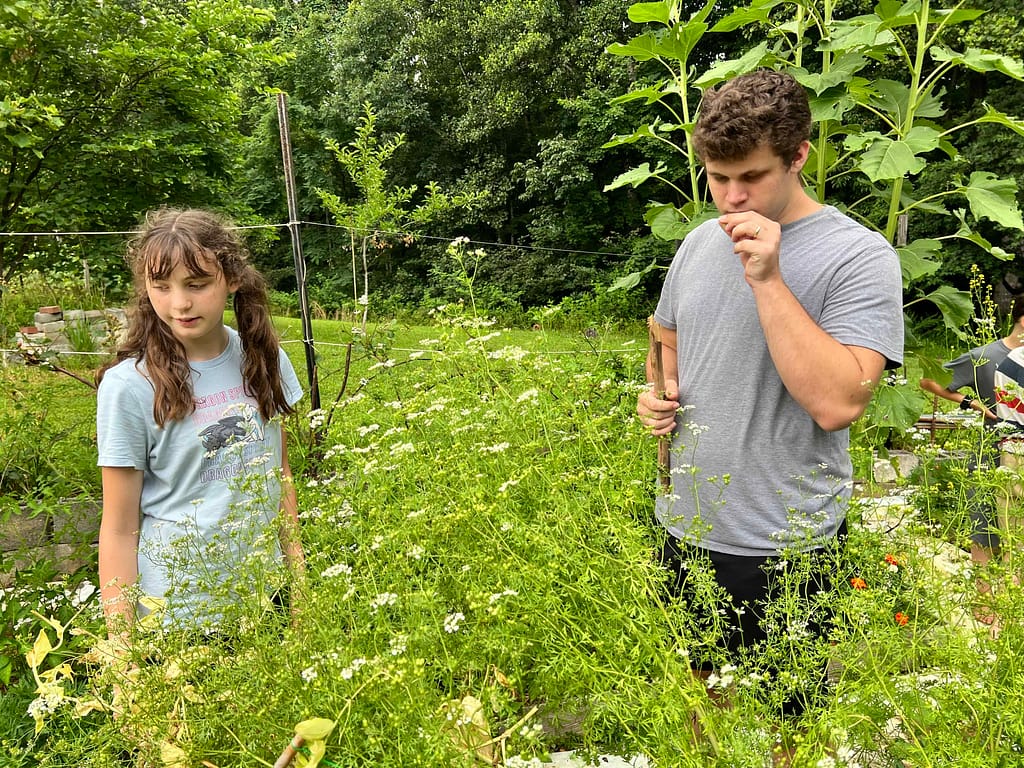 kids looking at flowering cilantro