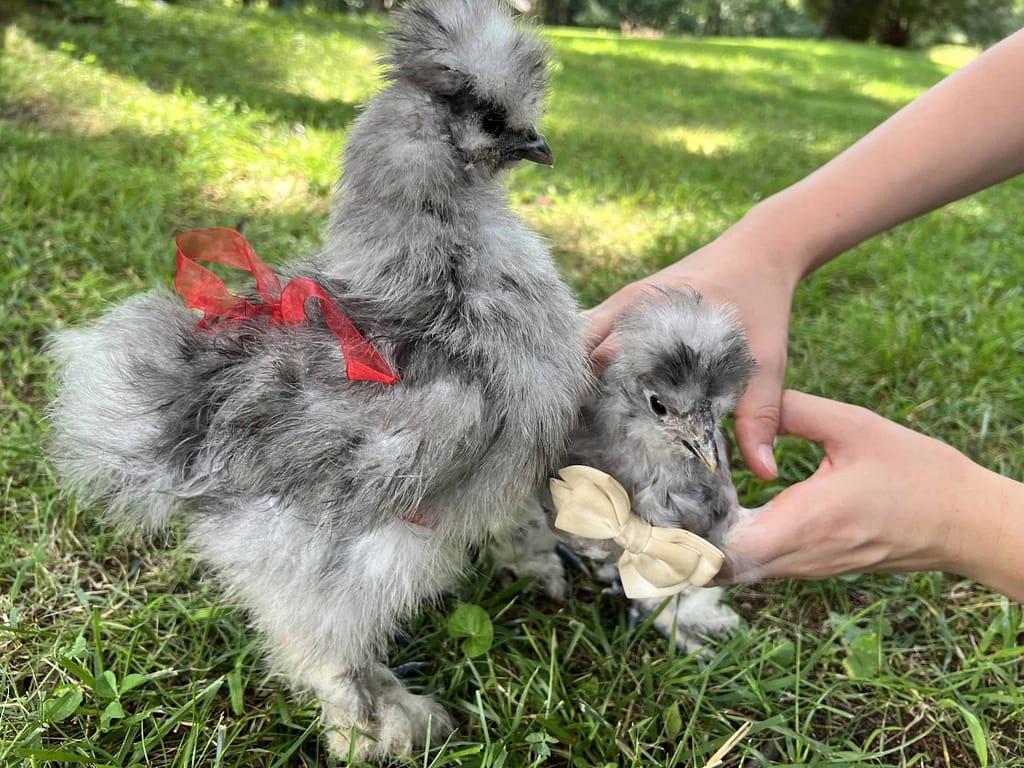 2 silkie chicks dressed up for Fourth of July
