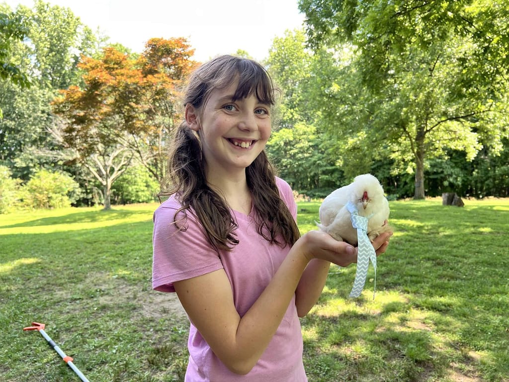 silkie chick dressed up for Fourth of july
