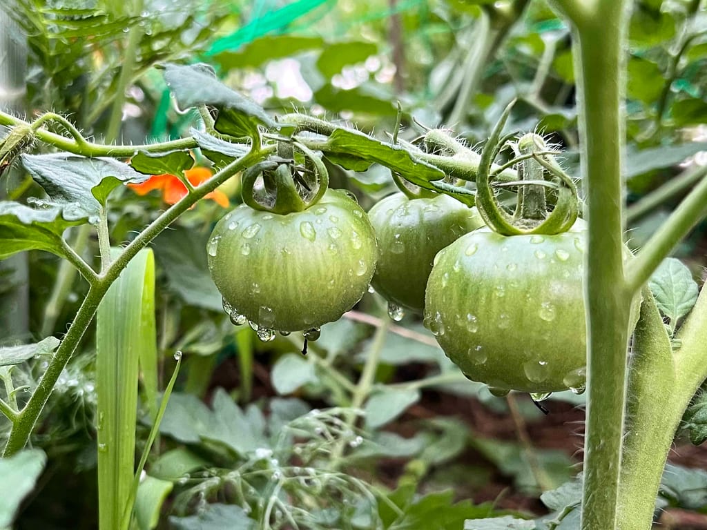 green tomatoes with rain on them