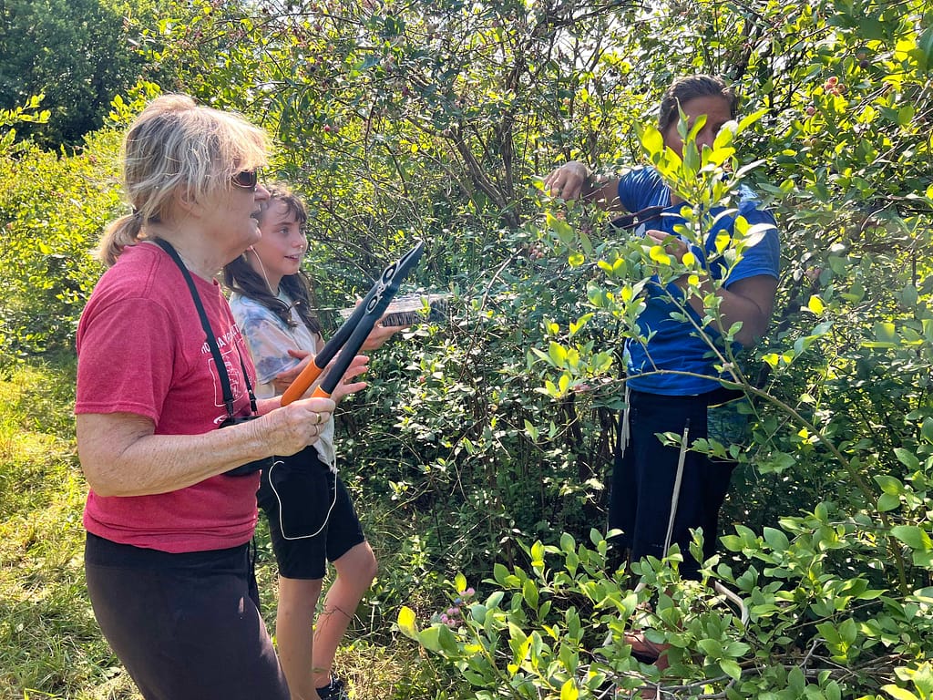 people working in a blueberry patch