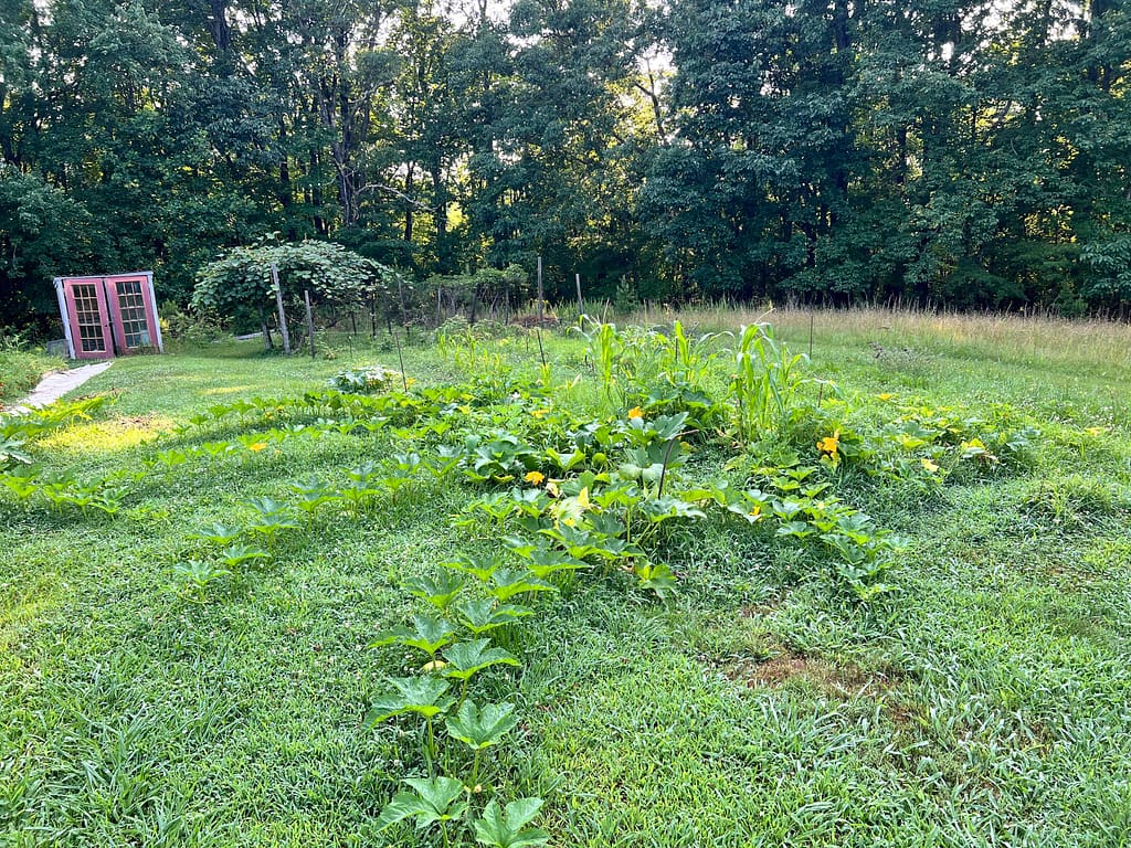 small pumpkin patch in the yard