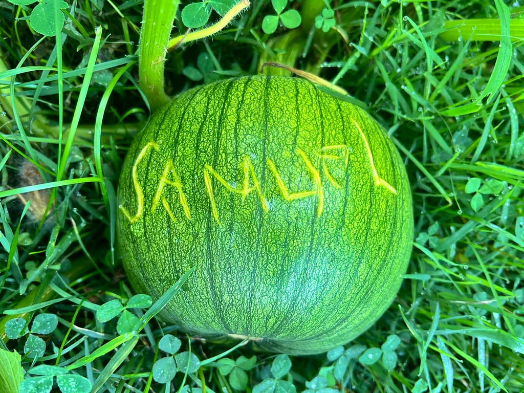 pumpkin with "Samuel" carved in it