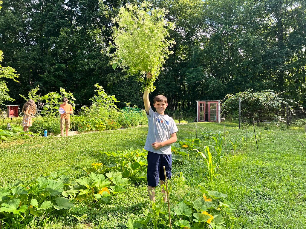 boy holding up a large cilantro plant