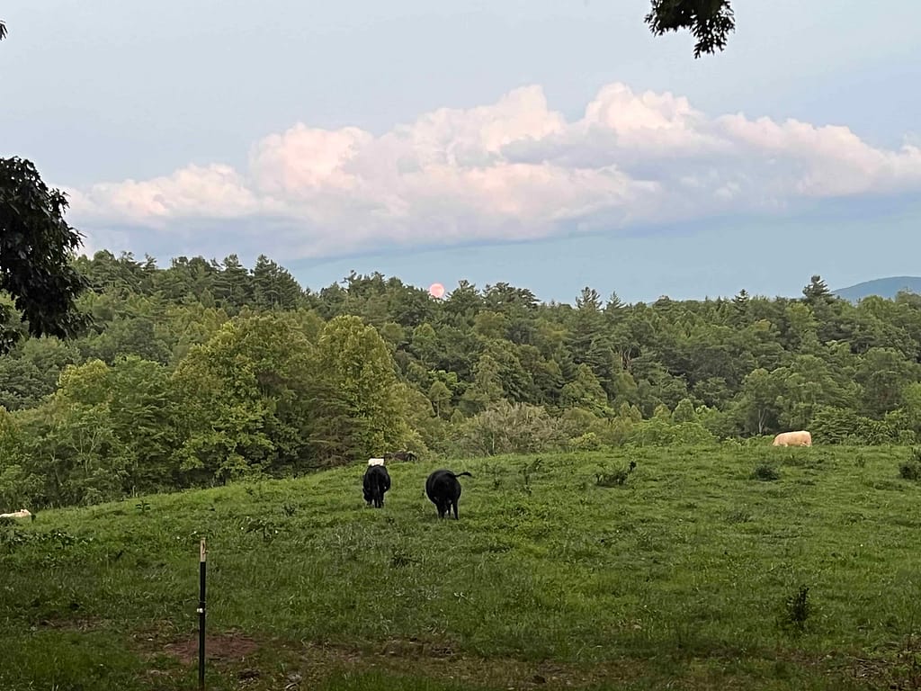 strawberry moon over a cow pasture