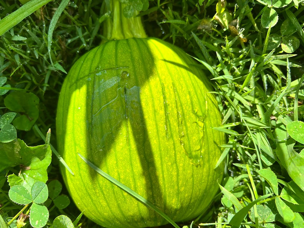 pumpkin with "Tilly" carved in it