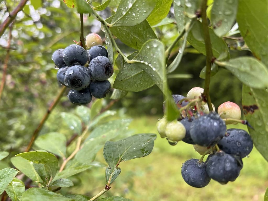 beautiful clusters of ripe blueberries