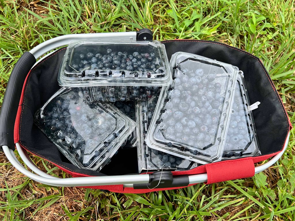basket of blueberries