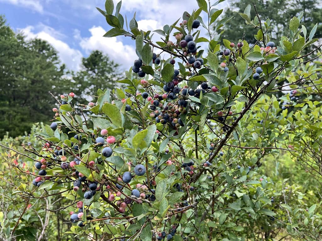 blueberry bushes