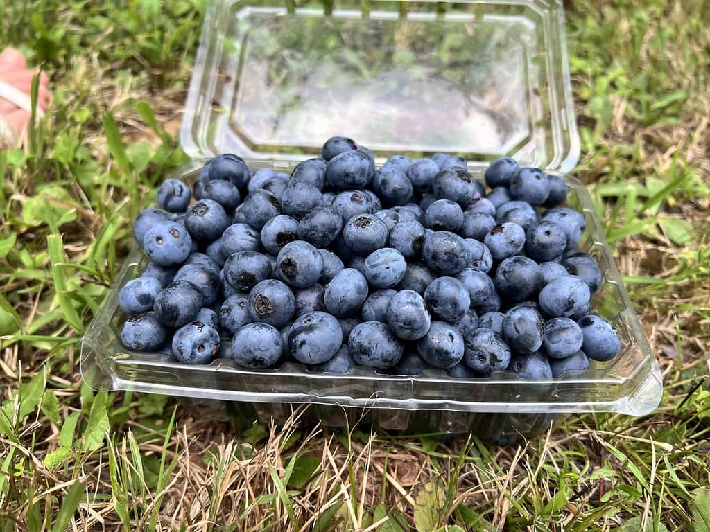 container of fresh picked blueberries