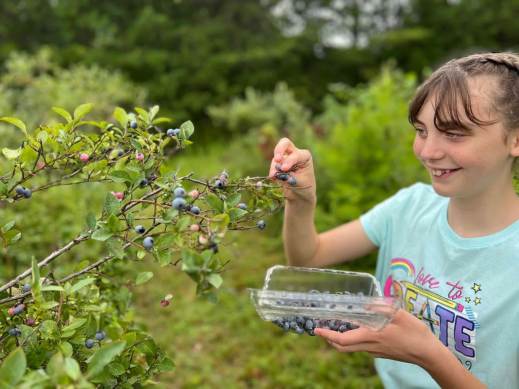 13 year old girl picking blueberries