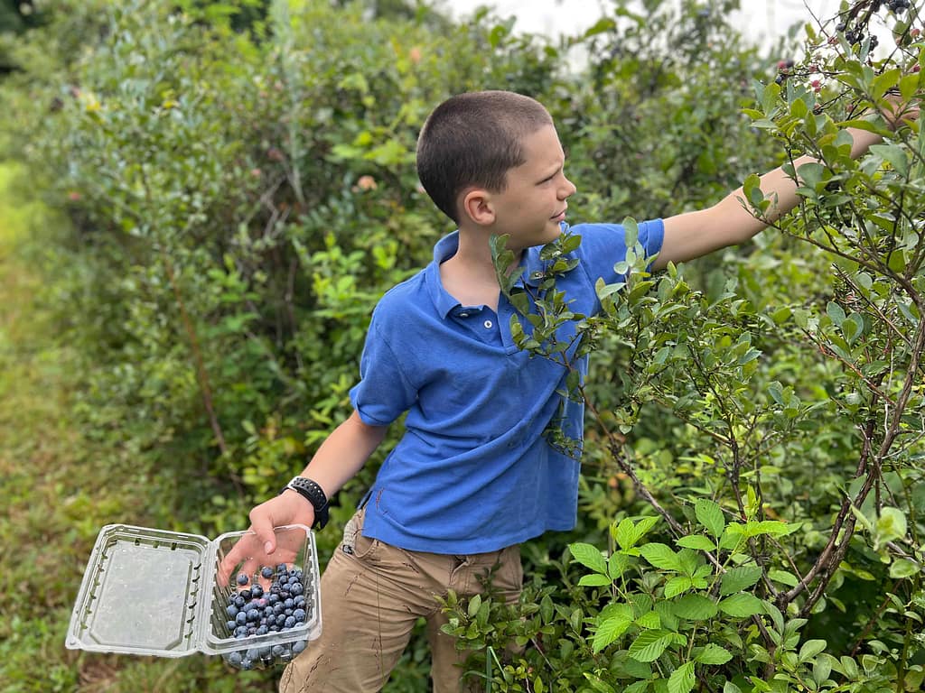 boy picking blueberries