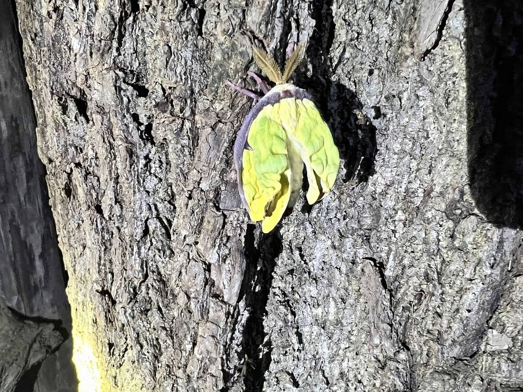Luna moth on tree