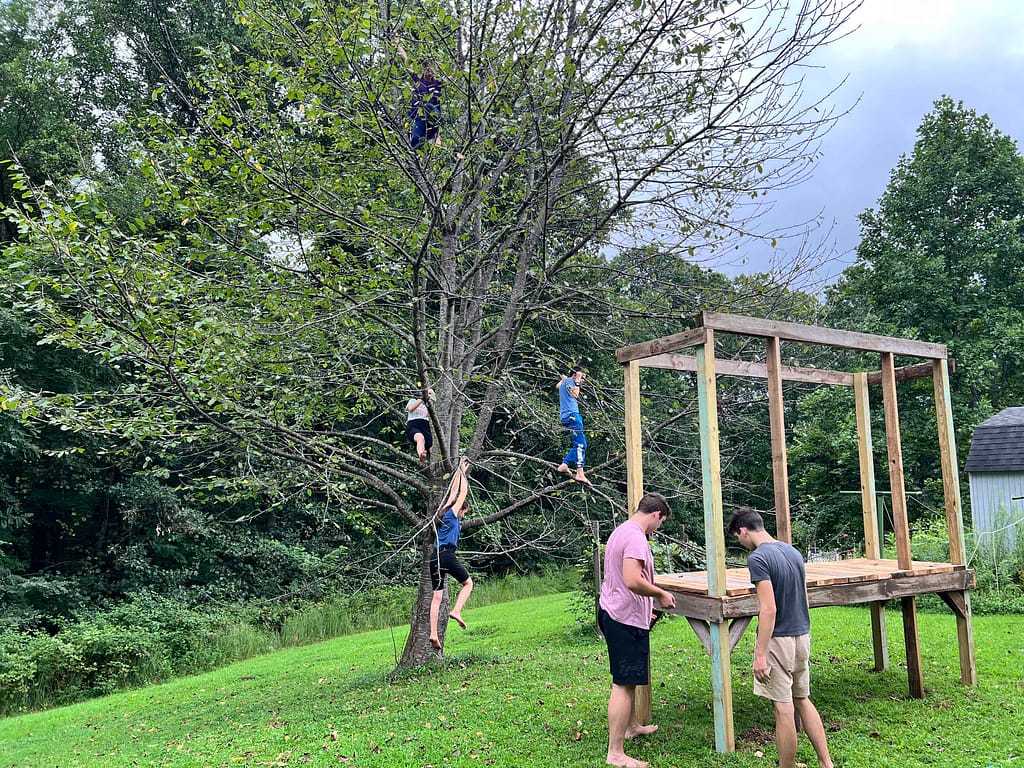 kids climbing a tree
