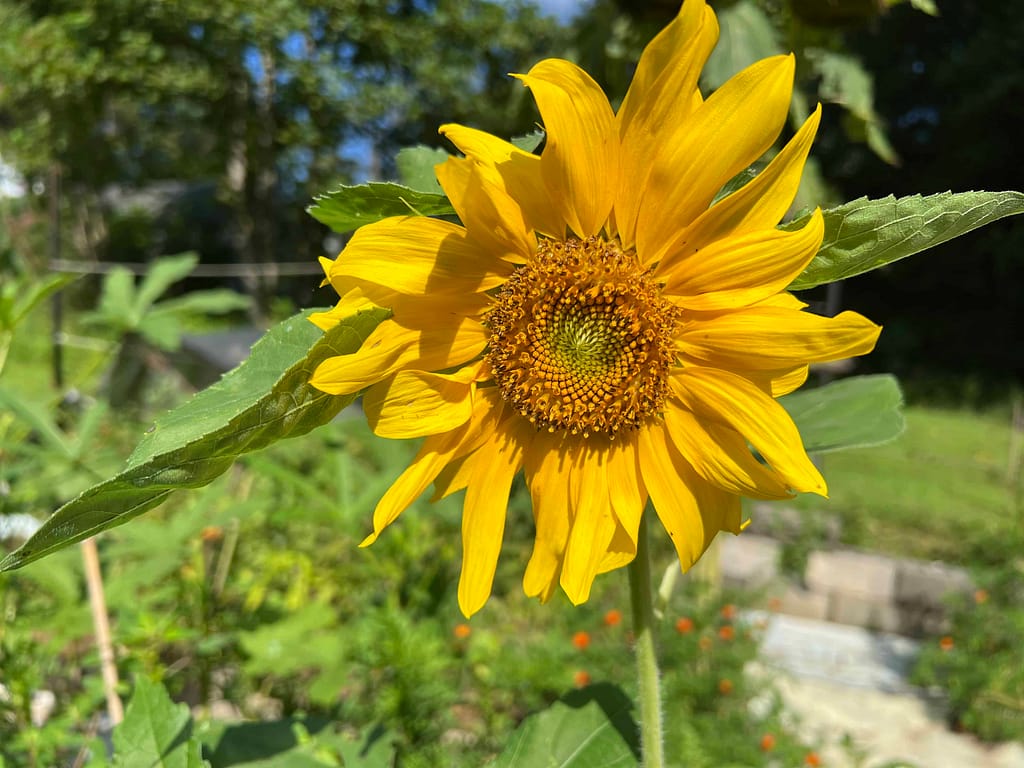 teddy bear sunflower
