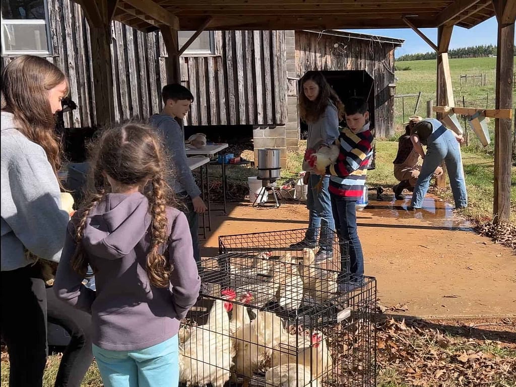 processing chickens