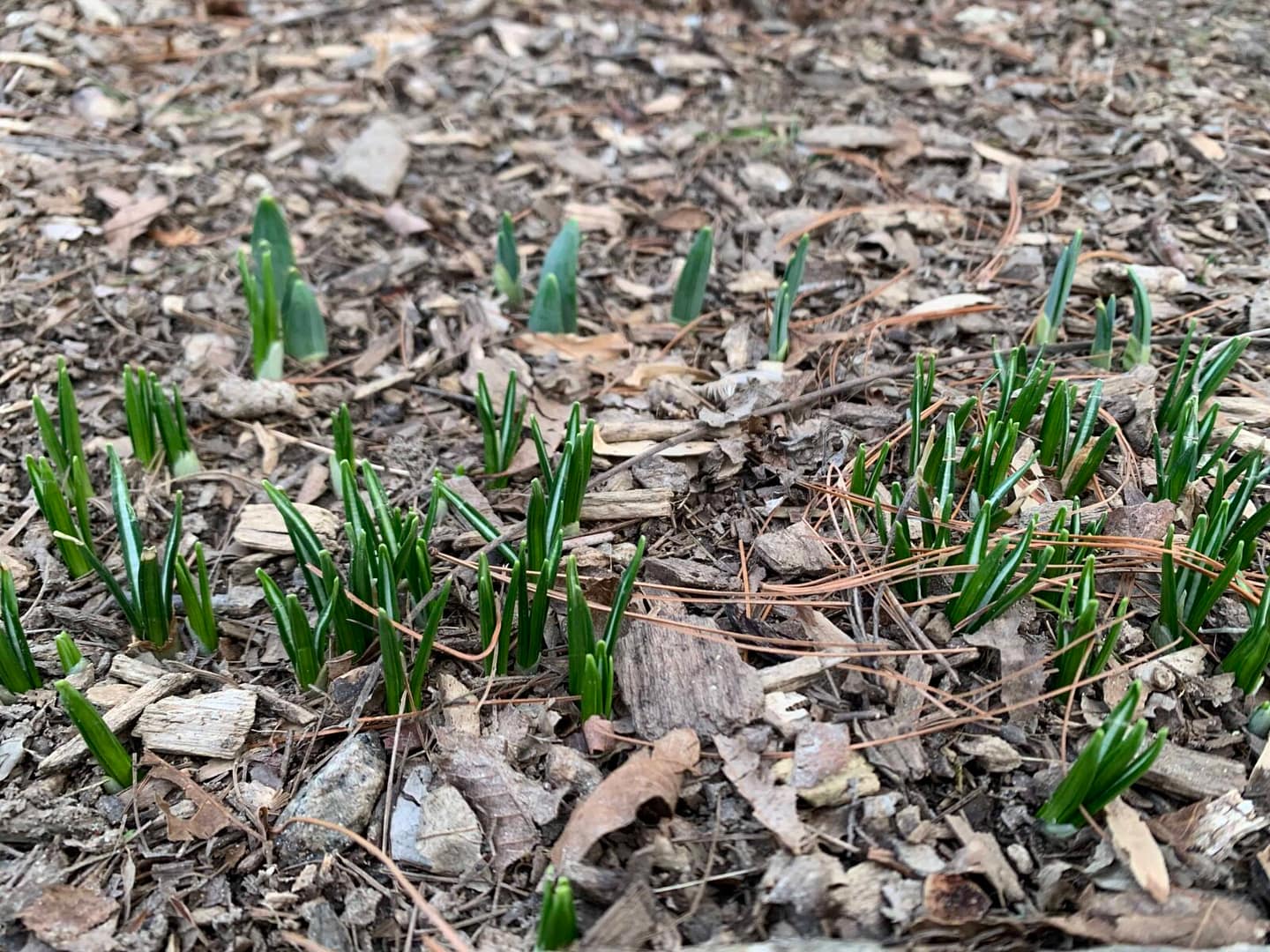crocuses just poking up in February