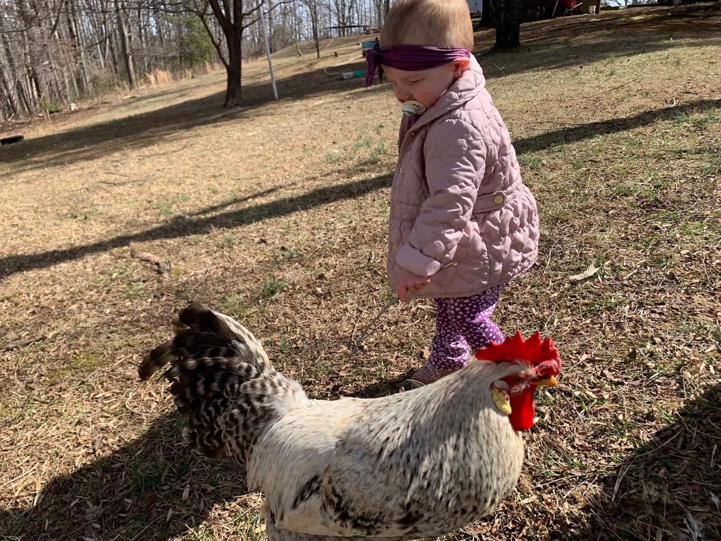 18 month old and rooster