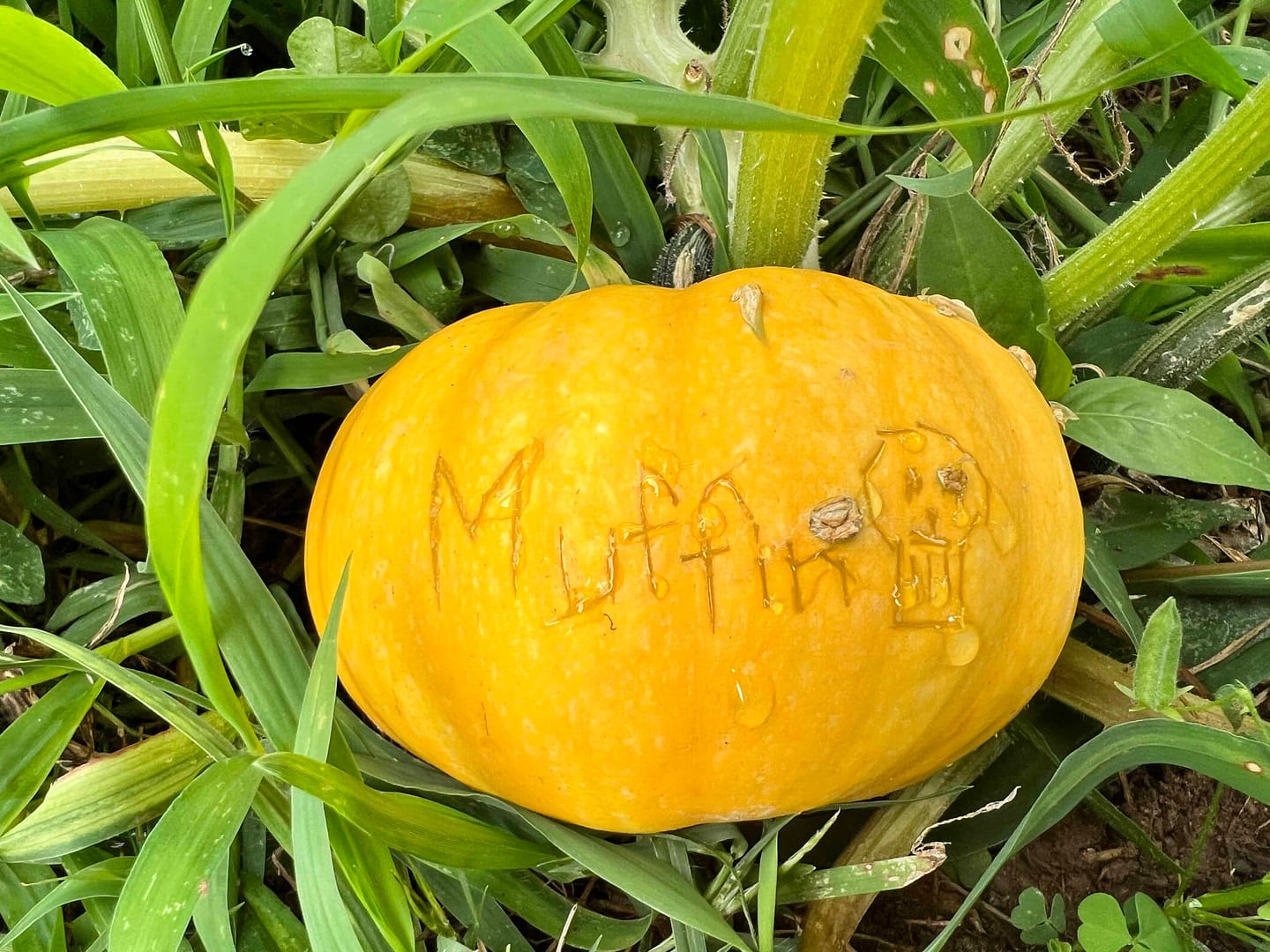 A pumpkin with the word muffin carved in it