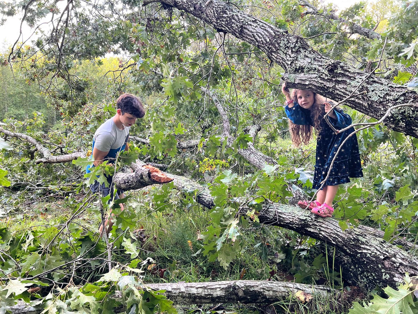 kids playing on a tree that fell down