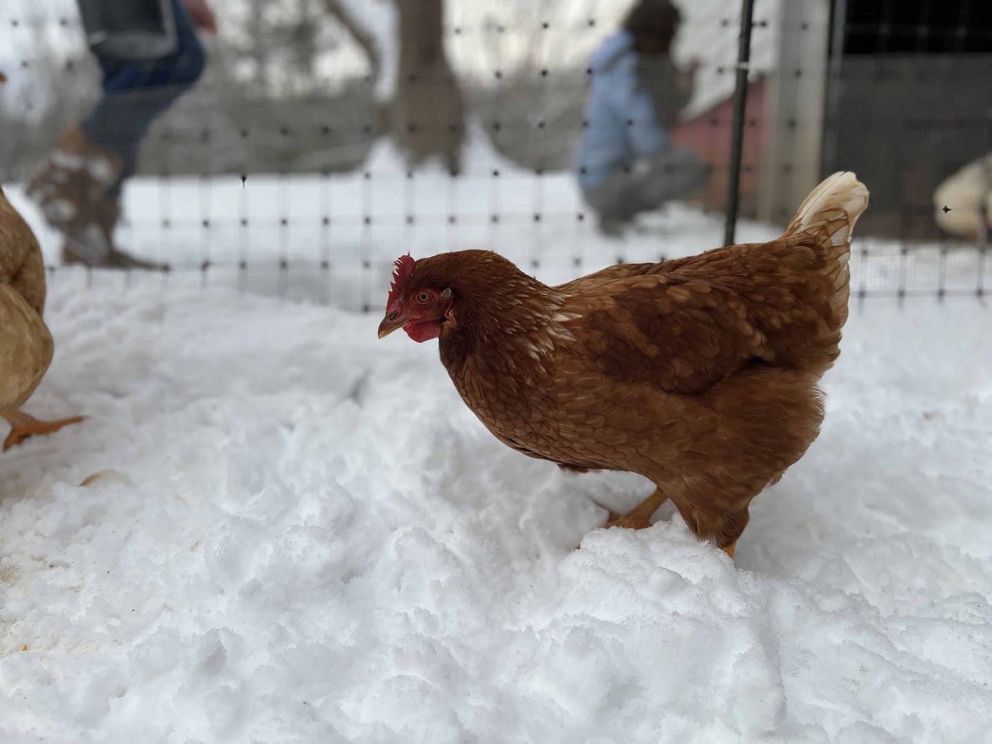 hen in snow