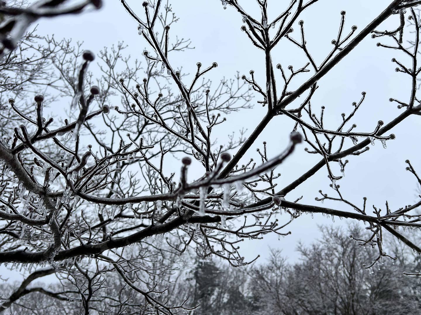 frozen tree branches
