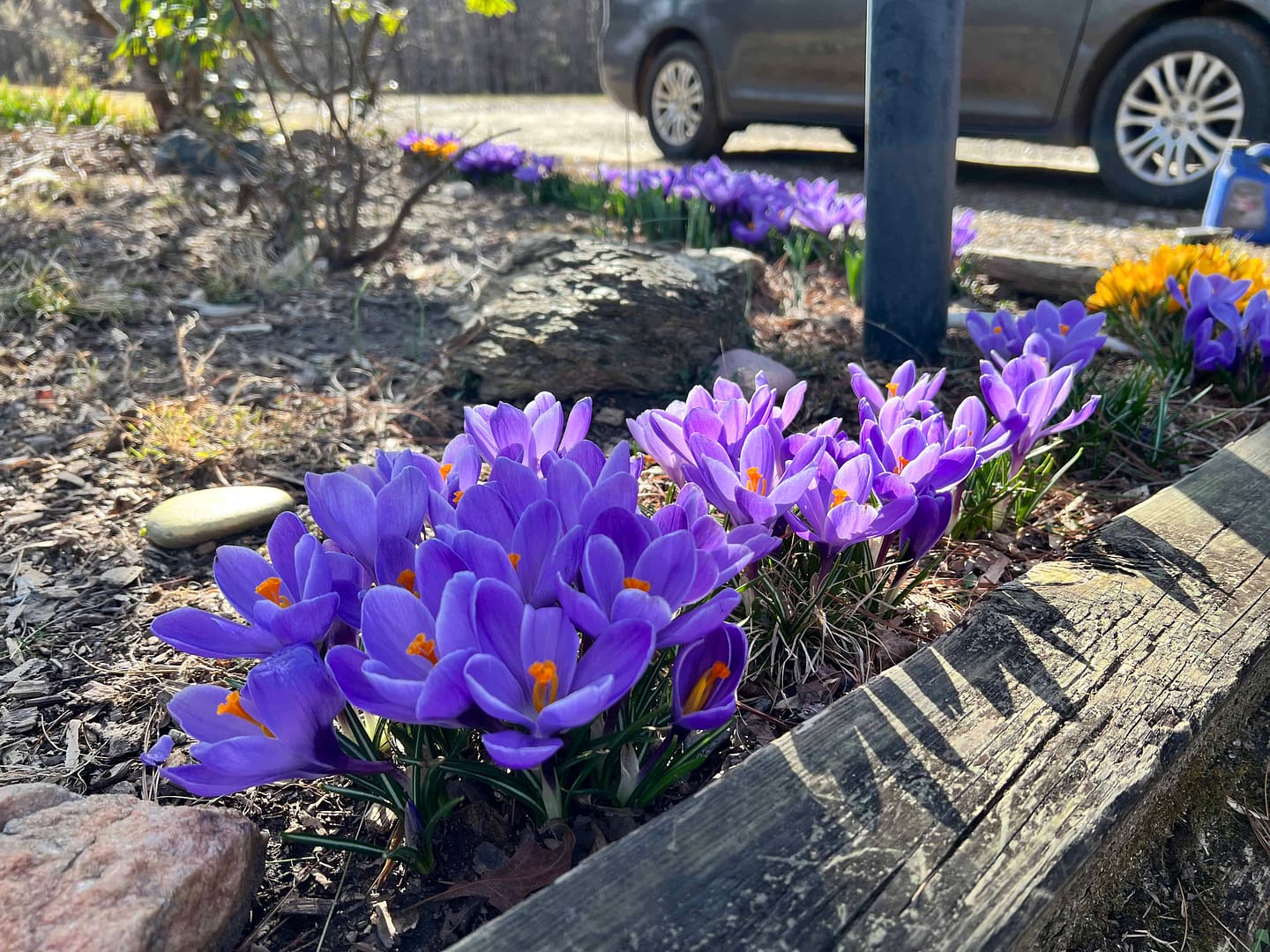 purple crocus
