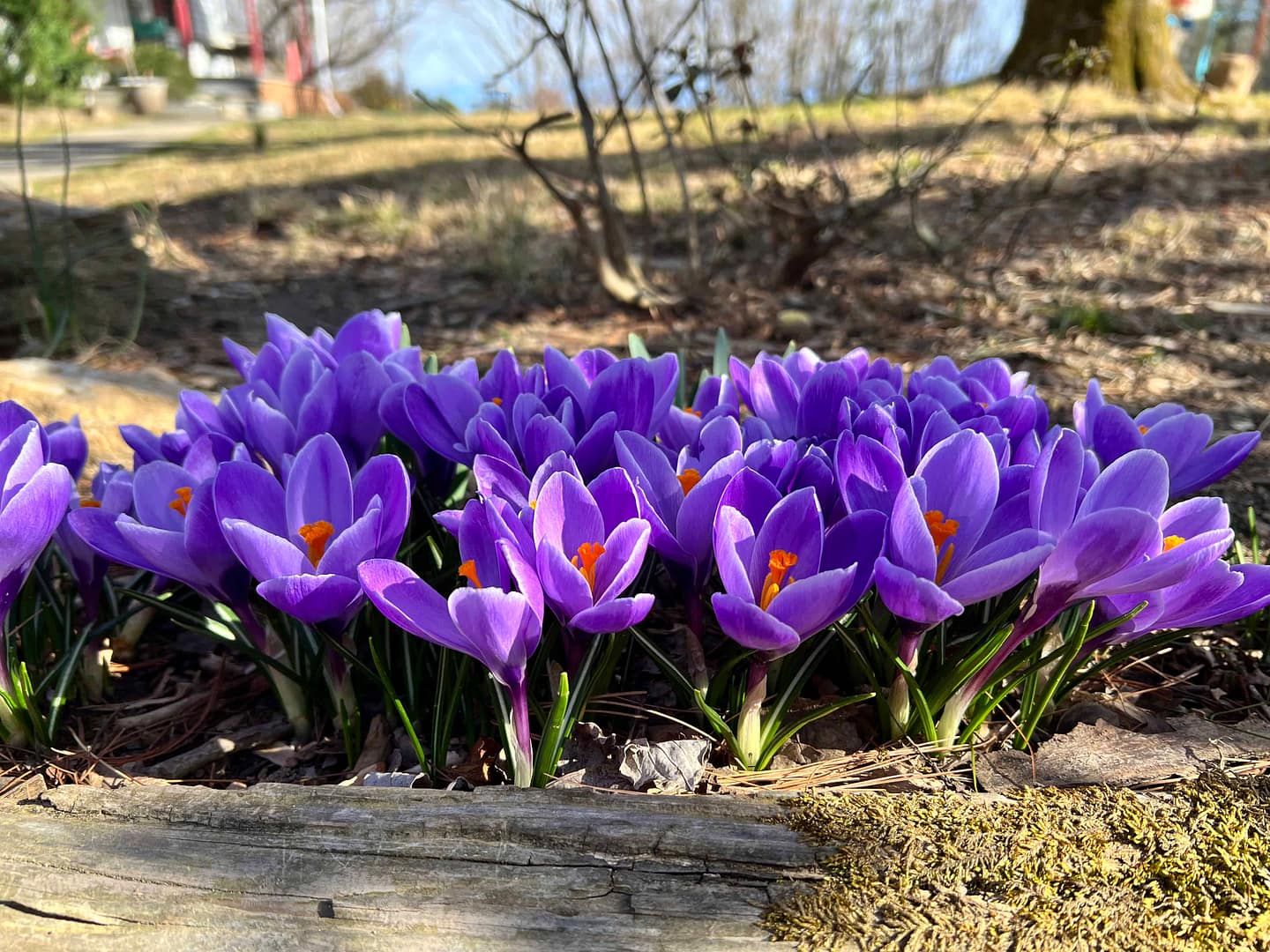 purple crocuses