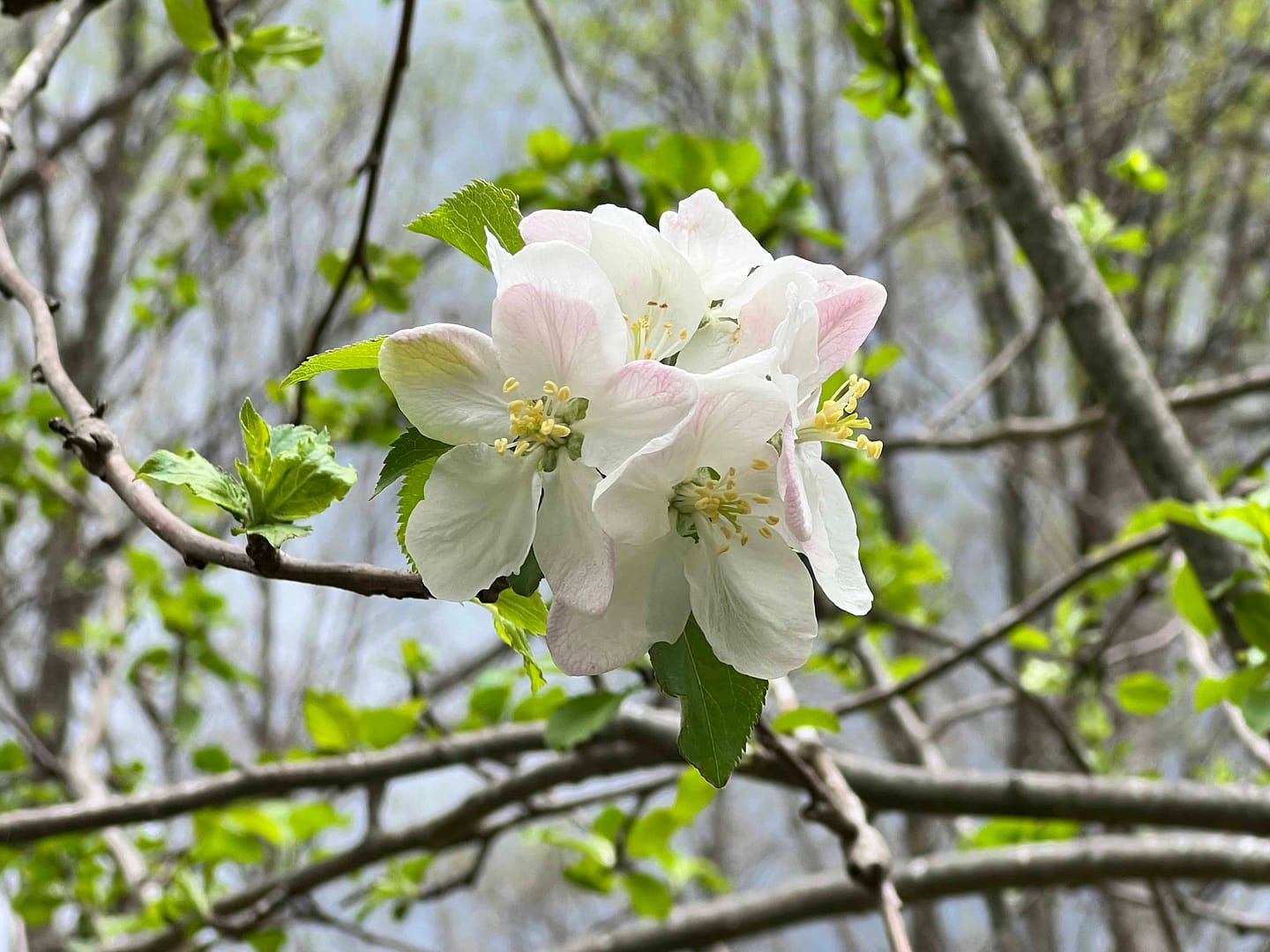 apple blossom