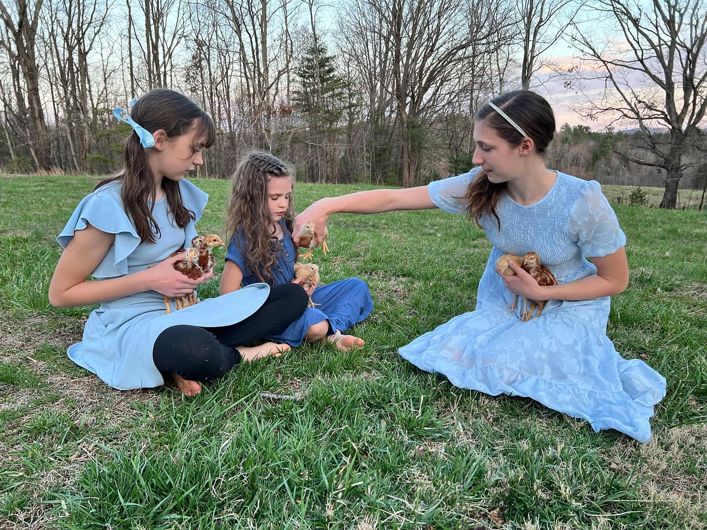 3 sisters playing with chicks