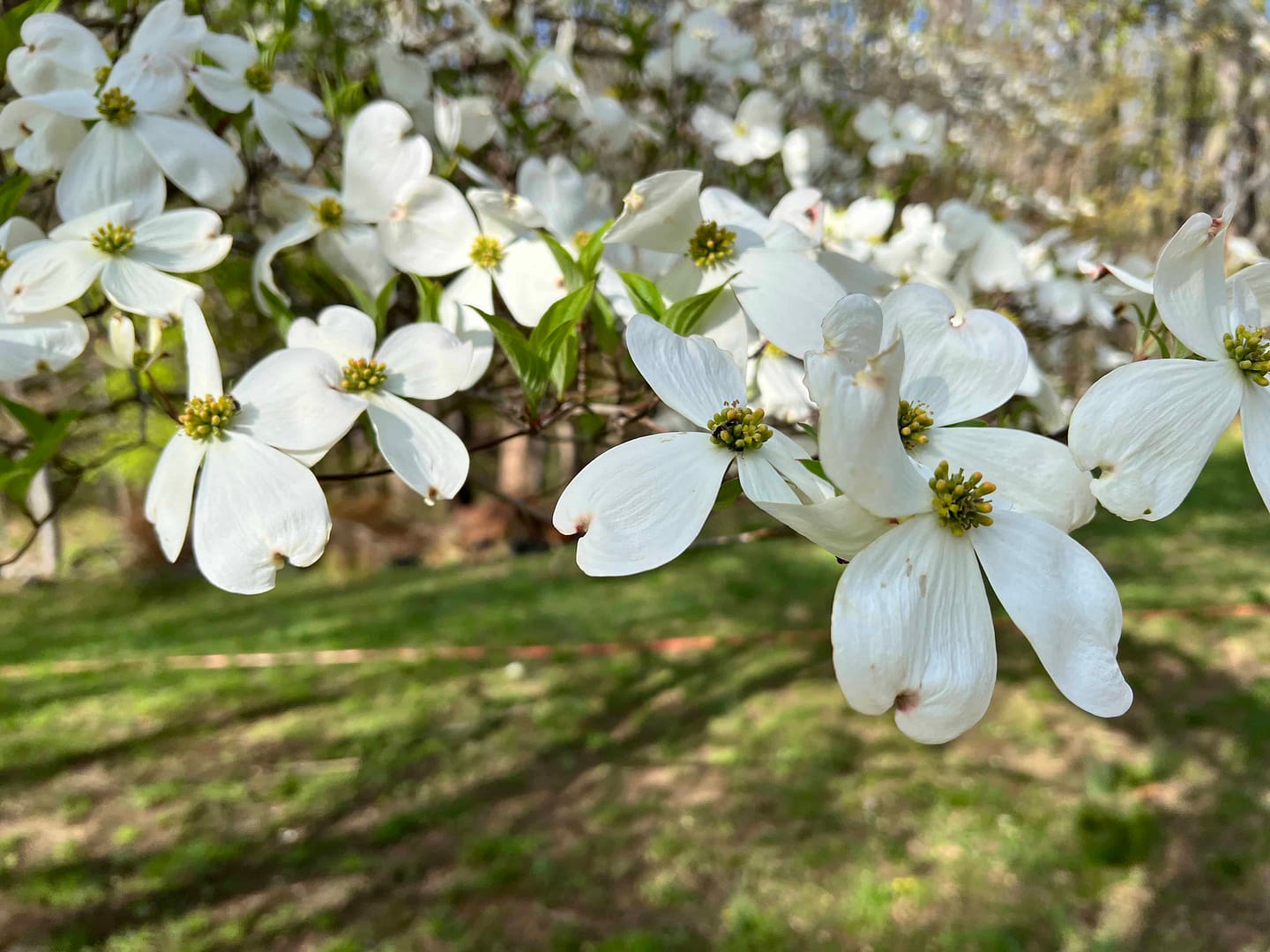 dogwood blossoms
