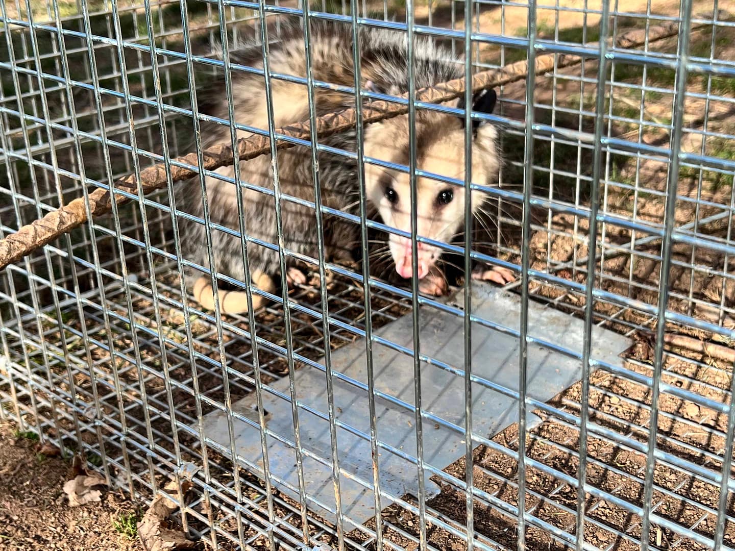 possum caught in a trap