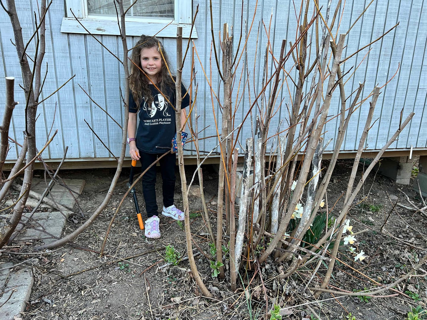 girl pruning fig trees